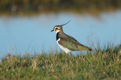 A northern lapwing near the river edge