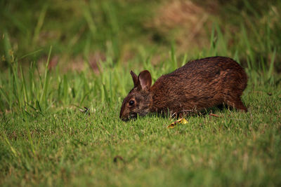 Marsh rabbit sylvilagus palustris with its short ears and large eyes in naples, florida