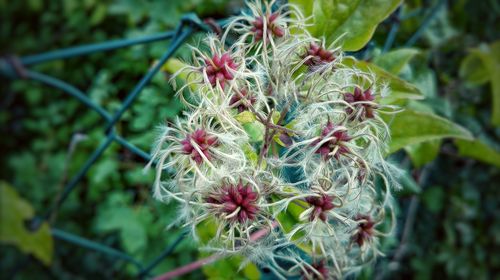 Close-up of flowers against blurred background