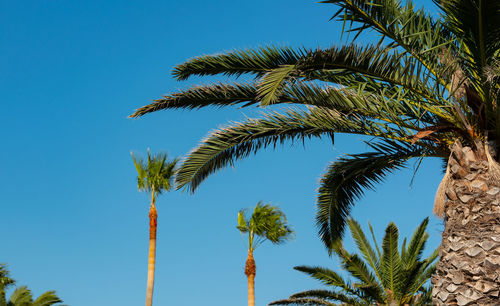 Palm with blue sky in the background