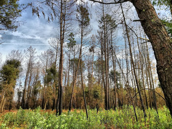 Panoramic shot of trees on field against sky