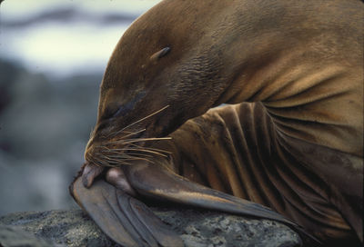 Close-up of sea lion sleeping on rock