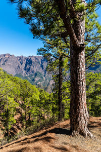 National park of caldera de taburiente. old volcano crater with canarian pine trees forest. la palma