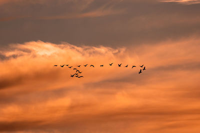 Low angle view of birds flying in sky