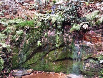 Plants growing on stone wall