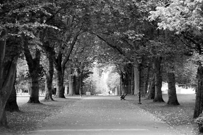 Road passing through forest