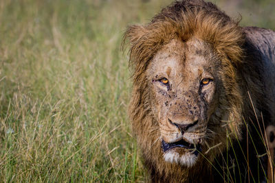 Portrait of lion on land