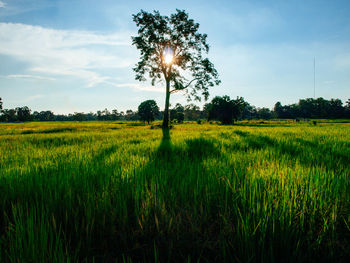 Scenic view of agricultural field against sky