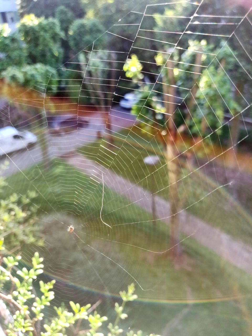 CLOSE-UP OF SPIDER ON WEB AGAINST PLANTS