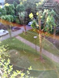 Close-up of spider on web