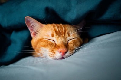 Close-up of a cat sleeping on bed