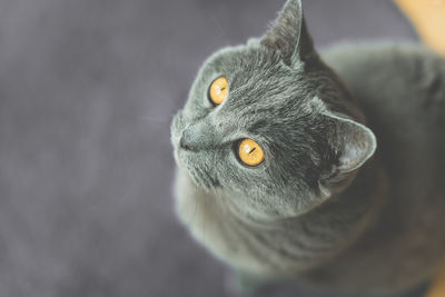 High angle portrait of shorthair cat