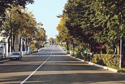 Road along trees