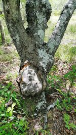 Close-up of lizard on tree