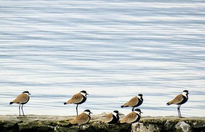 Flock of birds in lake