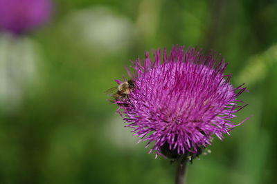 Close-up of bee pollinating on pink flower