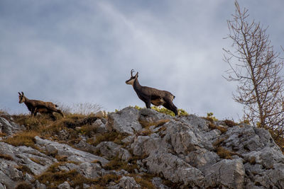 Low angle view of birds on rock