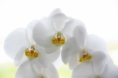 Close-up of white frangipani blooming outdoors