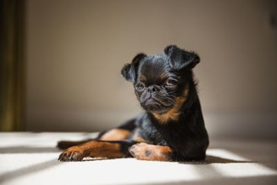 Portrait of a dog at home