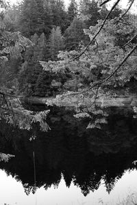 Reflection of trees in lake
