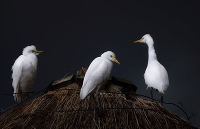 Close-up of birds perching