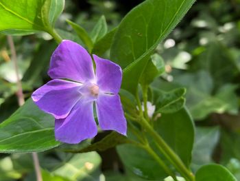 Close-up of purple flowering plant