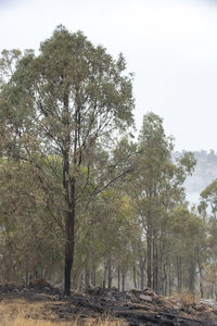 Trees in forest against sky