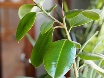 Close-up of fresh green leaves