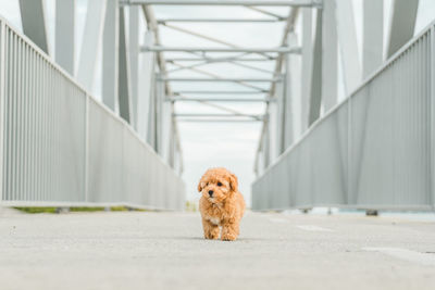 Brown puppy poodle dog walking on the street