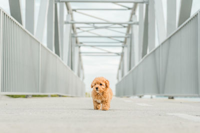 Portrait of a dog on road