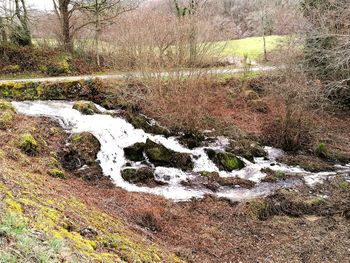 Scenic view of stream in forest