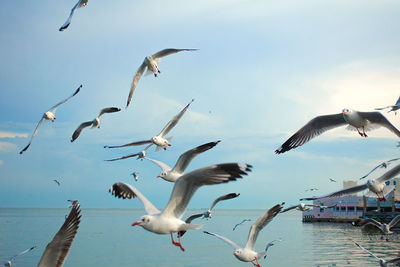 Seagulls flying over lake against sky