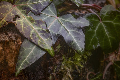 High angle view of maple leaves on plant