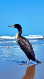 Bird perching on a sea