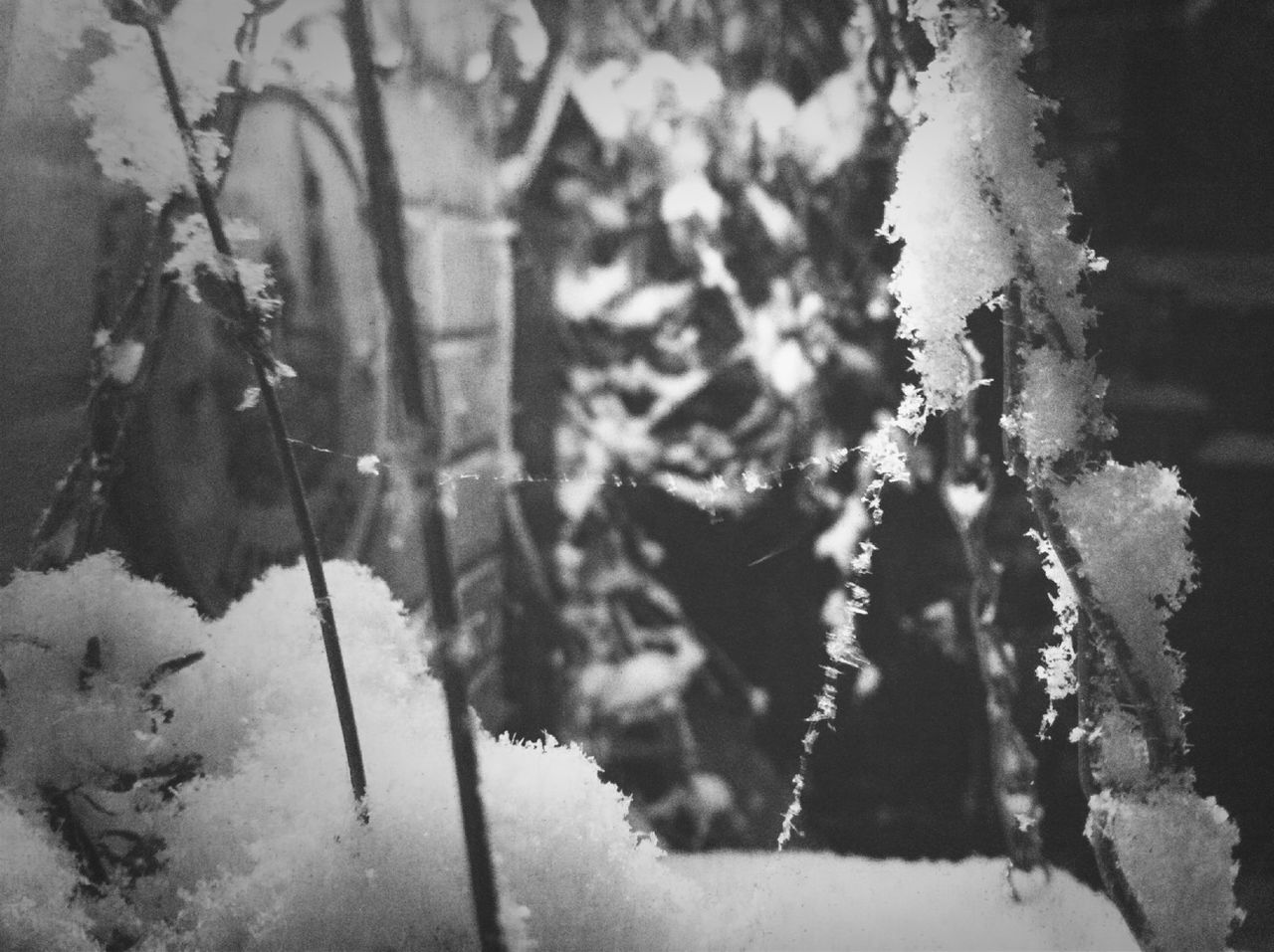 snow, winter, cold temperature, season, nature, growth, tree, weather, frozen, focus on foreground, beauty in nature, close-up, tranquility, plant, branch, outdoors, day, covering, white color, no people