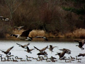 Birds in flight