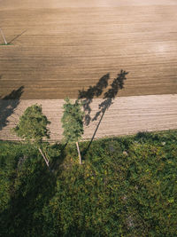 High angle view of plants on land