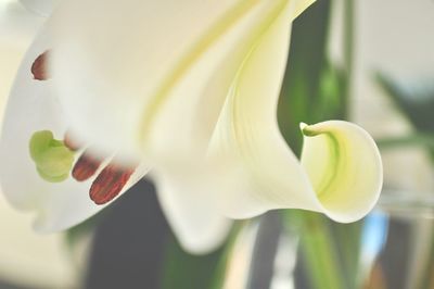 Close-up of white lily blooming outdoors