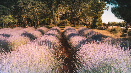 Full frame shot of flowering plants on field