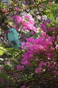 Close-up of pink flowers blooming on tree