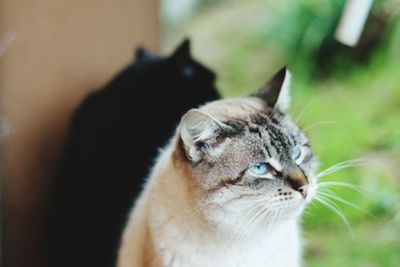 Close-up of a cat looking away