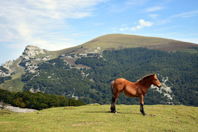 Horse standing on field against mountain range