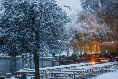 Trees in park during winter