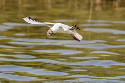 Seagull flying over lake