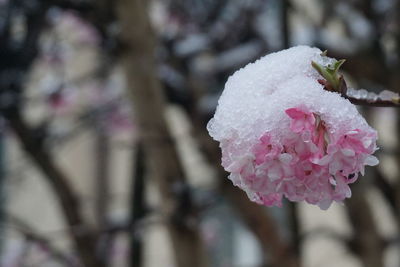 Close-up of pink cherry blossom outdoors