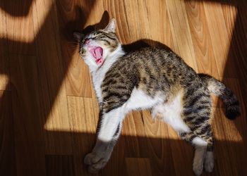 High angle view of cat on hardwood floor