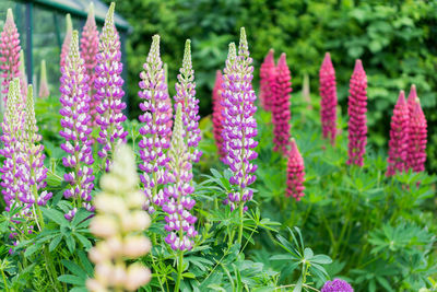 Close-up of pink flowering plants in garden