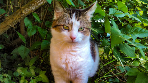 Close-up portrait of cat