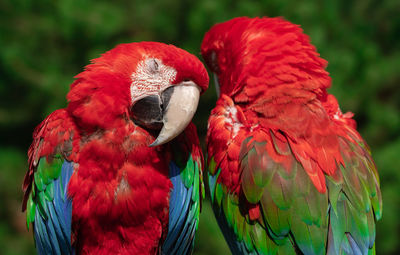 Close-up of parrots