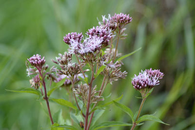 Close-up of purple flowers blooming outdoors